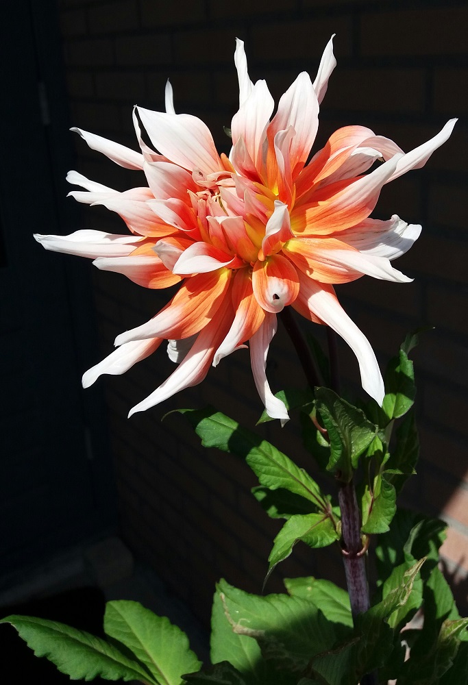 dahlia bloem