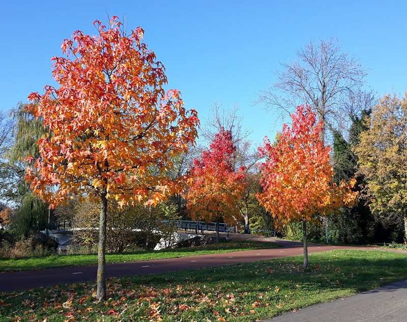 bomen herfstkleuren