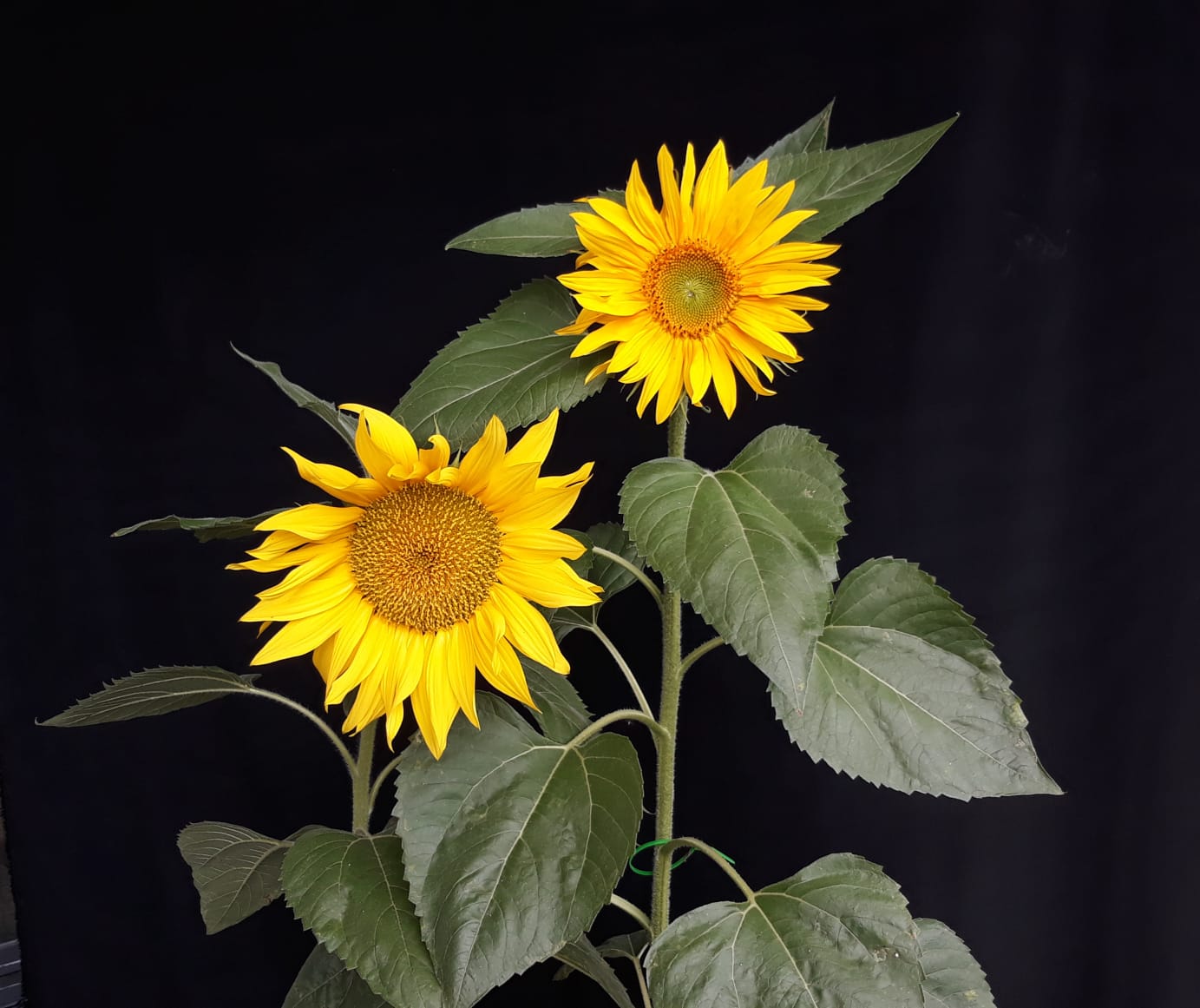 Zachte voeten Vreemdeling filosofie Zonnebloemen: planten in april, bloeien in juli